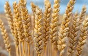 برگزاری روز مزرعه در سایت الگویی گندم خرمشهر برگزاری روز مزرعه در سایت الگویی گندم خرمشهر