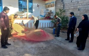 ترویج آفت کش کروزر برای مقابله با سوسک سیاه گندم در مزارع گتوند ترویج آفت کش کروزر برای مقابله با سوسک سیاه گندم در مزارع گتوند