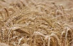 طرح مدیریت تغذیه در شرایط شوری مزارع خرمشهر طرح مدیریت تغذیه در شرایط شوری مزارع خرمشهر