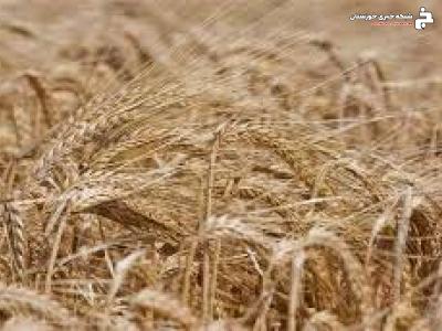 طرح مدیریت تغذیه در شرایط شوری مزارع خرمشهر طرح مدیریت تغذیه در شرایط شوری مزارع خرمشهر