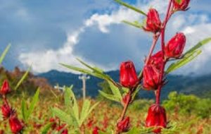 پایان برداشت چای ترش در آبادان پایان برداشت چای ترش در آبادان