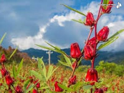 پایان برداشت چای ترش در آبادان