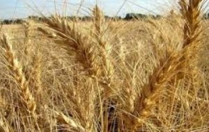 پایان کشت پاییزه در خرمشهر پایان کشت پاییزه در خرمشهر