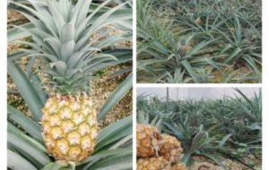 کشت آناناس زیر سایبان برای اولین بار در خوزستان کشت آناناس زیر سایبان برای اولین بار در خوزستان