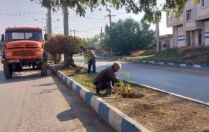 عملیات کاشت درخت برهان گلی و گل کاغذی در برخی بلوارهای سطح شهر 