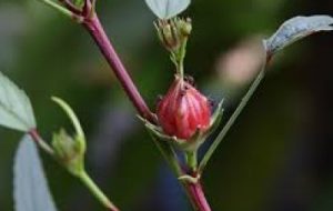 آشنایی زنان روستایی آبادانی با نحوه کشت چای ترش آشنایی زنان روستایی آبادانی با نحوه کشت چای ترش