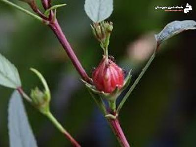 آشنایی زنان روستایی آبادانی با نحوه کشت چای ترش