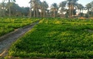 ارتقاء تولید با تغذیه اصولی محصولات زراعی و باغی در آبادان ارتقاء تولید با تغذیه اصولی محصولات زراعی و باغی در آبادان