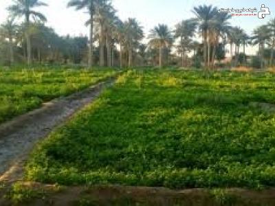 ارتقاء تولید با تغذیه اصولی محصولات زراعی و باغی در آبادان ارتقاء تولید با تغذیه اصولی محصولات زراعی و باغی در آبادان