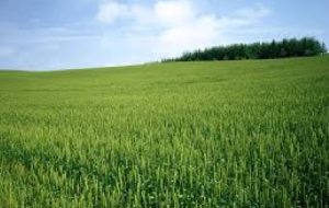 ارتقاء تولید گندم و خرما با تغذیه صحیح در خرمشهر ارتقاء تولید گندم و خرما با تغذیه صحیح در خرمشهر