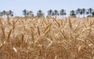 افزایش بهره وری گندم در دزفول افزایش بهره وری گندم در دزفول