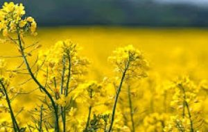 انتقال یافته های نوین در کشت های پاییزه به کشاورزان باوی انتقال یافته های نوین در کشت های پاییزه به کشاورزان باوی