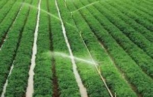 بهره وری از شبکه های آبیاری در خرمشهر بهره وری از شبکه های آبیاری در خرمشهر