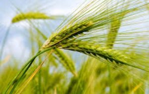 تلاش در جهت اصلاح شوری خاک در خرمشهر تلاش در جهت اصلاح شوری خاک در خرمشهر