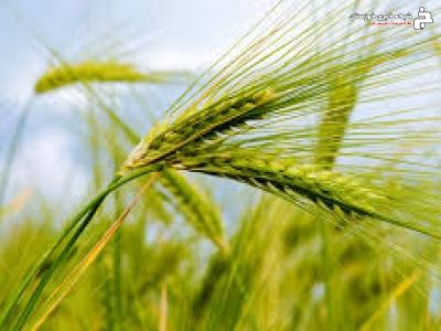 تلاش در جهت اصلاح شوری خاک در خرمشهر تلاش در جهت اصلاح شوری خاک در خرمشهر