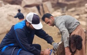 واکسیناسیون رایگان بیش از ۸۹۰ هزار راس دام سبک و سنگین علیه بیماری بروسلوز در خوزستان