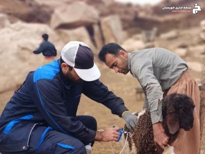 واکسیناسیون رایگان بیش از ۸۹۰ هزار راس دام سبک و سنگین علیه بیماری بروسلوز در خوزستان