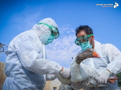 پایش و آزمایش  ۱۴ هزار نمونه  برای تشخیص آنفولانزای فوق حاد پرندگان در خوزستان