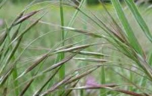 برگزاری روز مزرعه بررسی علف های هرز گندم در آبادان برگزاری روز مزرعه بررسی علف های هرز گندم در آبادان