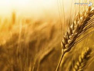 روش های نوین تغذیه در مزارع گندم خرمشهر روش های نوین تغذیه در مزارع گندم خرمشهر