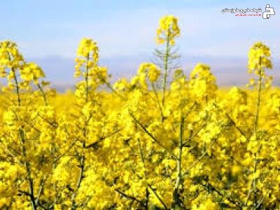 مبارزه با عوامل خسارت زا در مزارع کلزای خرمشهر مبارزه با عوامل خسارت زا در مزارع کلزای خرمشهر