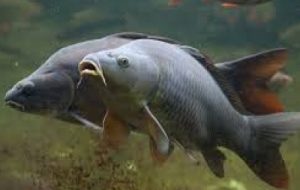 هدفگذاری تولید ۴۰ میلیون بچهماهی برای بازسازی ذخایر آبزیان خوزستان هدفگذاری تولید ۴۰ میلیون بچهماهی برای بازسازی ذخایر آبزیان خوزستان