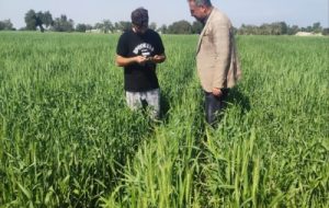 پایش مزارع گندم هندیجان برای پیشگیری از زنگ زرد پایش مزارع گندم هندیجان برای پیشگیری از زنگ زرد