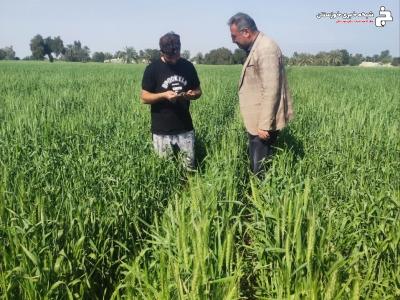 پایش مزارع گندم هندیجان برای پیشگیری از زنگ زرد پایش مزارع گندم هندیجان برای پیشگیری از زنگ زرد