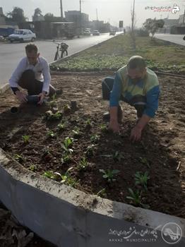 کاشت نشاء گلهای فصلی در منطقه شش کاشت نشاء گلهای فصلی در منطقه شش