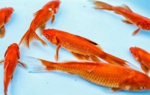 لزوم تهیه ماهی قرمز نوروز از مراکز عمده تحت نظارت دامپزشکی خوزستان لزوم تهیه ماهی قرمز نوروز از مراکز عمده تحت نظارت دامپزشکی خوزستان