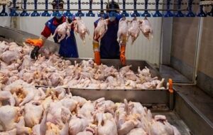 حمایت از تولیدکنندگان مرغ در خوزستان با برنامه خرید گوشت مرغ حمایت از تولیدکنندگان مرغ در خوزستان با برنامه خرید گوشت مرغ