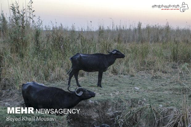 خشکسالی کم سابقه در خوزستان و لزوم تهیه نقشه راه