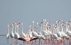 «شادگان» پناهگاه فلامینگوها؛ امیدی برای احیای زیستگاه‌های خوزستان