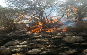 آتش‌سوزی پارک ملی دز تحت کنترل قرار گرفت