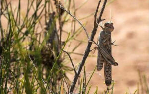 توضیحات رئیس منابع طبیعی دزفول در خصوص هجوم ملخ ها به مناطق زاگرسی