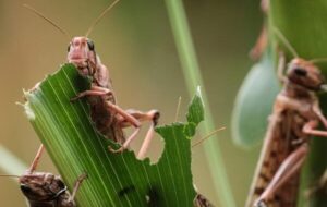 جزییات هجوم ملخ‌های زبرا به جنگل‌های زاگرس دزفول