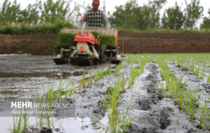 خوزستان بیآب، کشاورزان بینان؛ شلتوک قربانی بحران آب شد خوزستان بیآب، کشاورزان بینان؛ شلتوک قربانی بحران آب شد