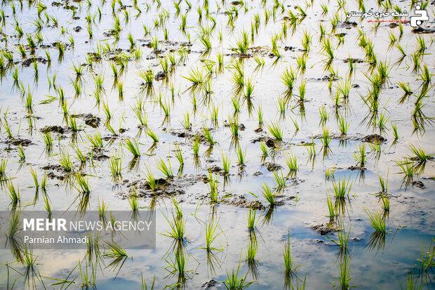 خوزستان بی‌آب، کشاورزان بی‌نان؛ شلتوک قربانی بحران آب شد