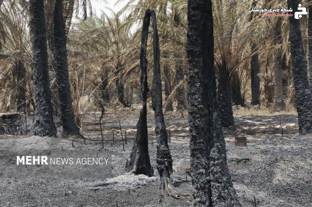 اخذ دستور وزیر برای تأمین بچه‌نخل و بیمه نخیلات آسیب‌دیده آبادان