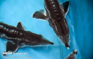 راه اندازی طرح پرورش خاویار در شهرستان لالی به ظرفیت ۲۰۰ تن