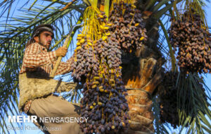 جشنواره ملی خرما در شهرستان شادگان برگزار می‌شود