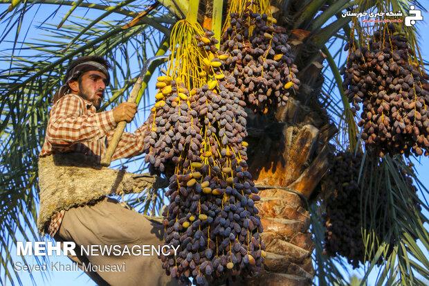 جشنواره ملی خرما در شهرستان شادگان برگزار می‌شود