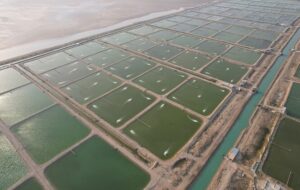 بهره برداری از ۱۴ استخر پرورش متراکم آبزیان در شهرستان شوشتر