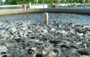 مکوندی: یک‌سوم تسهیلات تبصره ۱۸ به شیلات اختصاص یافت