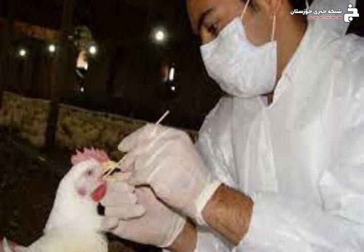 ۳۲ هزار قطعه طیور بومی در شادگان علیه بیماری نیوکاسل واکسینه شدند