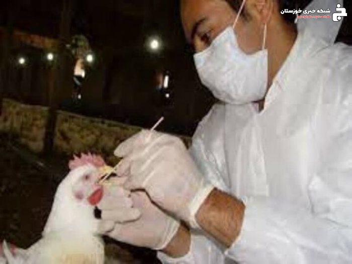 ۳۲ هزار قطعه طیور بومی در شادگان علیه بیماری نیوکاسل واکسینه شدند