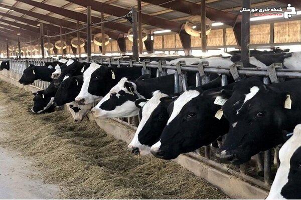 طرح ساماندهی واحدهای دامپروری دزفول آغاز شد